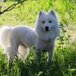 怎樣訓練犬乖乖就診