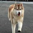 怎樣訓練犬說拜拜?