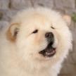 對犬進行走的訓練