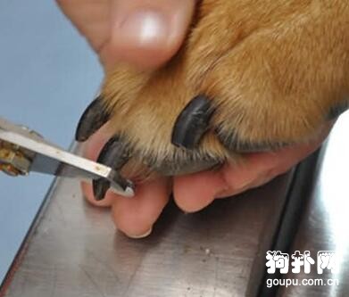怎么才能讓狗狗不害怕剪指甲？
