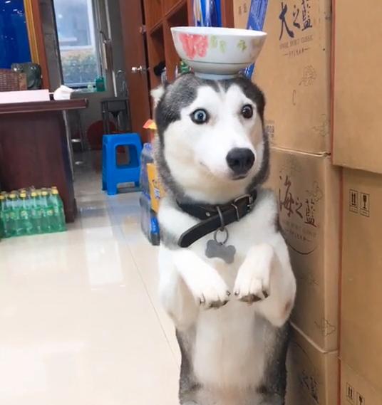 對狗狗而言，這8件事最恐怖了！你清楚嗎？