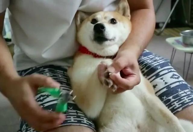 對狗狗而言，這8件事最恐怖了！你清楚嗎？