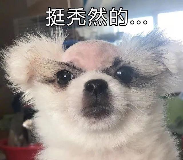 狗狗毛發稀缺是怎么回事？