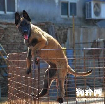 如何訓練狗狗在狗籠里吃東西