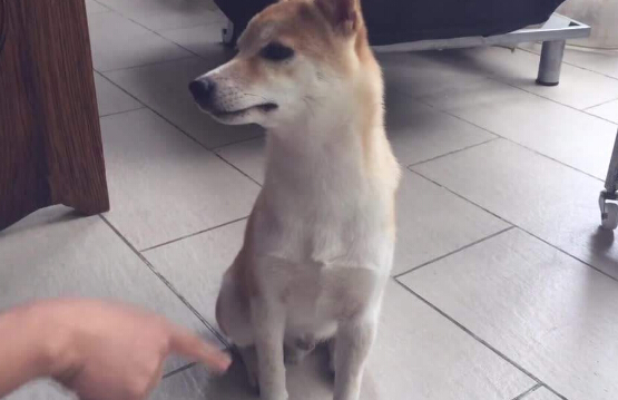 狗狗不聽話怎么辦