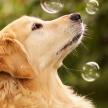 為什么要給寵物犬做絕育手術