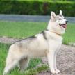 怎樣給剛出生的幼犬洗澡