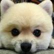 母犬在生產時應吃什么？