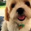 解析母犬在發情期的照顧方法