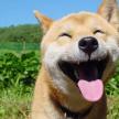 如何為初生的幼犬洗澡？”