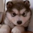 母犬即將繁育的一些征兆和信號