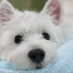 解析母犬發情期的癥狀特點