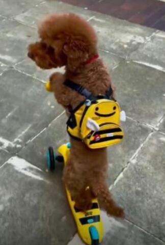 可愛！英國倫敦街頭一只寵物狗獨自騎滑板車逛街 路人目瞪口呆