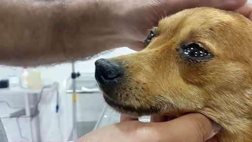 狗狗“痛哭”不止是傷心，大量是這種緣故