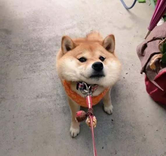 柴犬被寵壞的幾個主要表現，假如家里狗子都是有，將會便是“沒良心