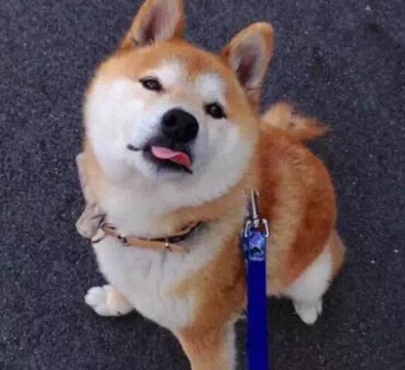 柴犬被寵壞的幾個主要表現，假如家里狗子都是有，將會便是“沒良心
