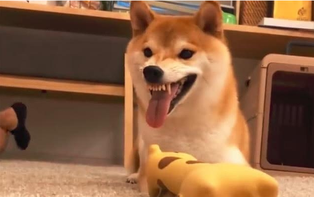 柴犬被寵壞的幾個主要表現，假如家里狗子都是有，將會便是“沒良心