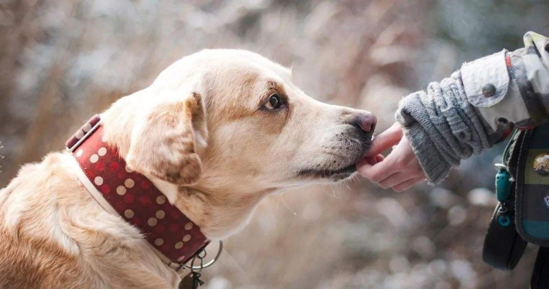 你沒掌握的治愈犬：受到獨特訓煉，可以治愈人的內心