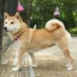 購犬的三個最佳場所