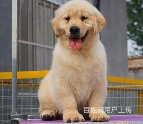 美系金毛和英系金毛的區別