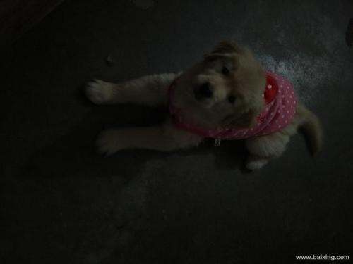 兩個月金毛可以吃雞蛋嗎