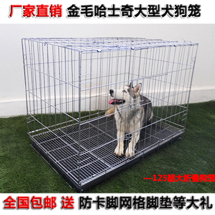 金毛是大型犬還是中型犬