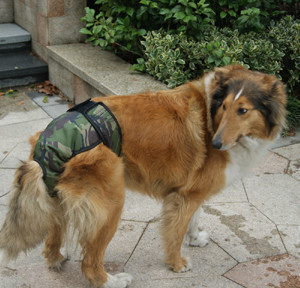 金毛屬于中型犬還是大型犬