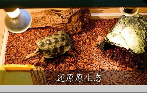 樹皮