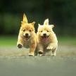 選犬要遵循以下幾點