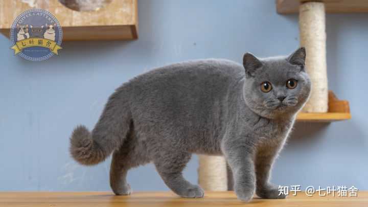 英短藍貓兩個半月什么顏色