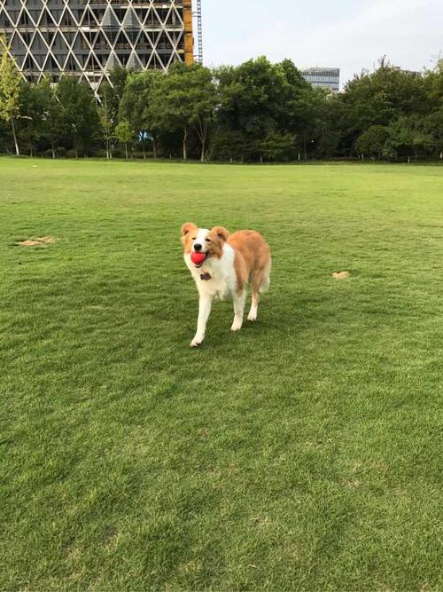 金毛和邊境牧羊犬哪個好