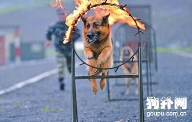 百試不爽的訓犬方法