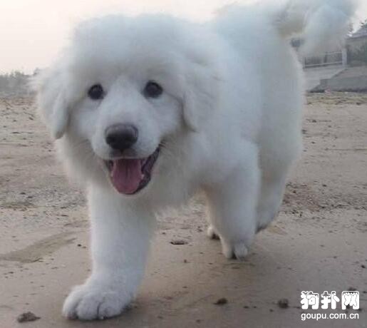 狗狗又開始亂叫了怎么辦?訓練狗狗不亂叫的方法 狗狗又開始亂叫了怎么辦?訓練狗狗不亂叫的方法