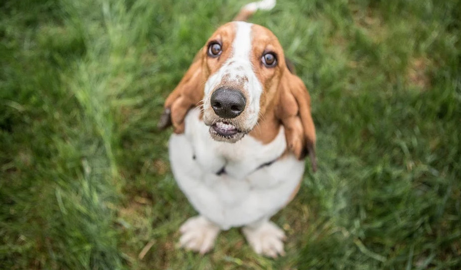 想養巴吉度犬，那它的喂養技巧你掌握了嗎？