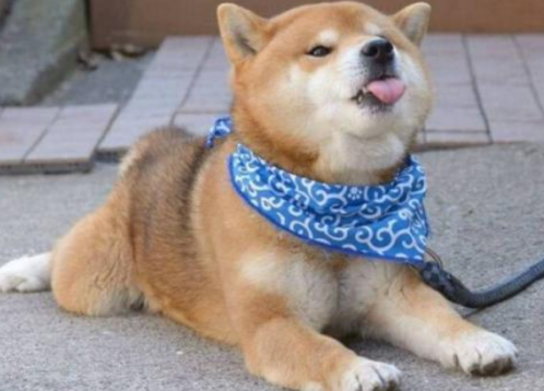 訓練柴犬并不難，掌握幾個要點就可以了