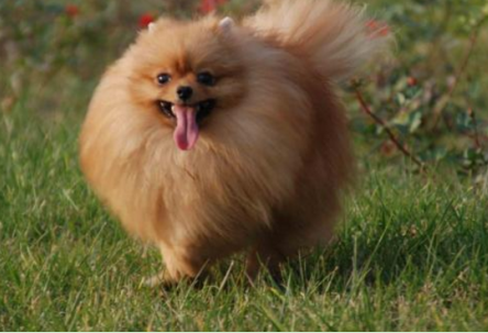 快看，你想要的博美犬訓練方法都在這里！