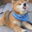 訓練柴犬并不難，掌握幾個要點就可以了