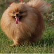 快看，你想要的博美犬訓練方法都在這里！