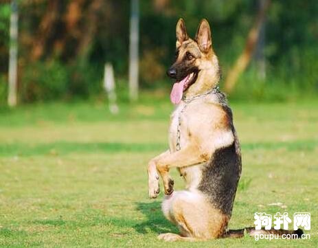 狗狗服從性訓練有效的方法