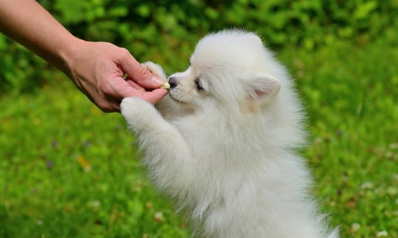 訓犬教程：狗狗學習培訓超級技能的4個流程！