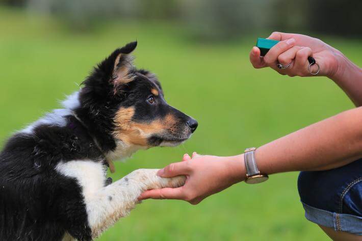 訓犬教程：狗狗學習培訓超級技能的4個流程！