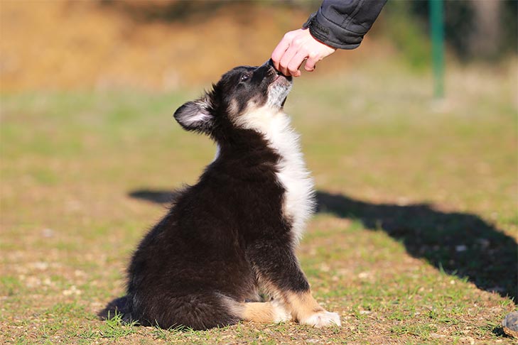 訓犬教程：狗狗學習培訓超級技能的4個流程！