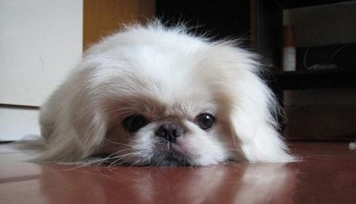 京巴犬拉不出來屎該怎么辦