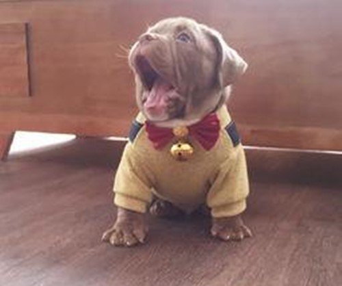 惡霸犬3個月拉灰黑色稀屎是什么原因