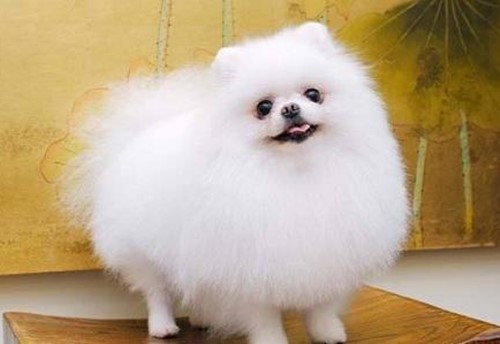 博美尿頻尿急一會尿一點，是什么情況