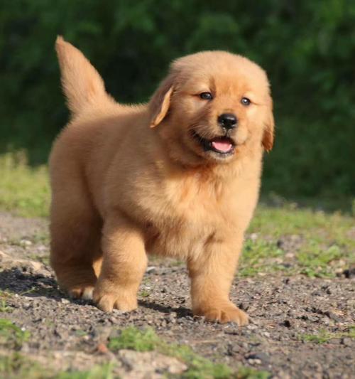 如何辨別金毛幼犬是否純正