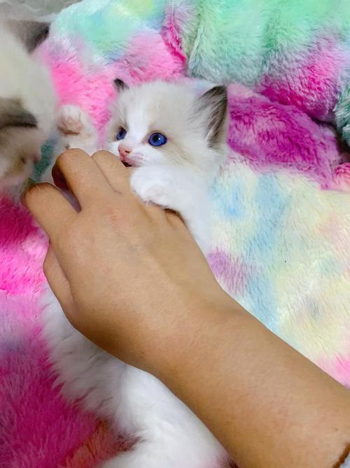 小奶貓怎么看是火焰的布偶