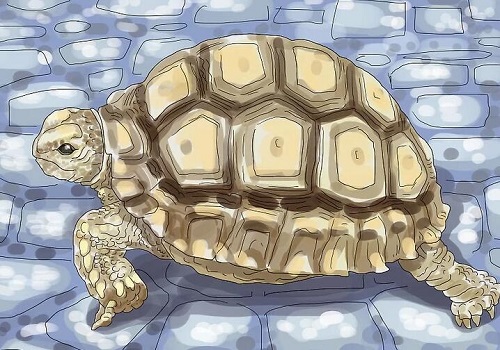 如何選擇喜歡的烏龜