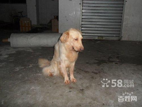 照顧剛出生的金毛<a href=/zhonglei/gou/ target=_blank class=infotextkey>狗</a>寶寶