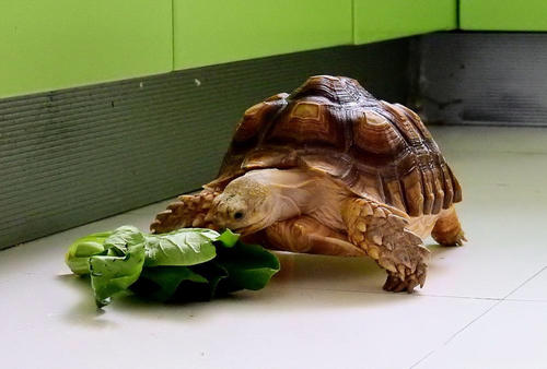蘇卡達陸龜喂食